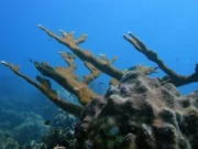 Два вида кораллов во Флориде признаны «функционально вымершими» из-за жары, согласно исследованию